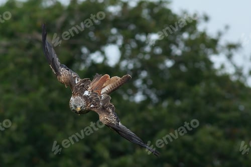 Preview: Red kite (milvus milvus) in flight