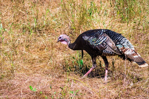 Preview: Wild turkey female on a meadow