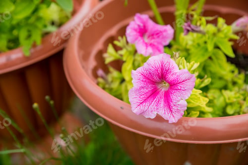 Preview: Petunia hybrid Vilm Grandiflora Singles flower in a plastic pot .pink flowers in the garden