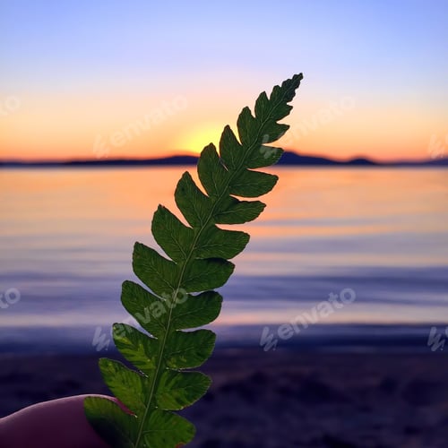 Preview: Fern at sunrise on the lake with beautiful purple sky