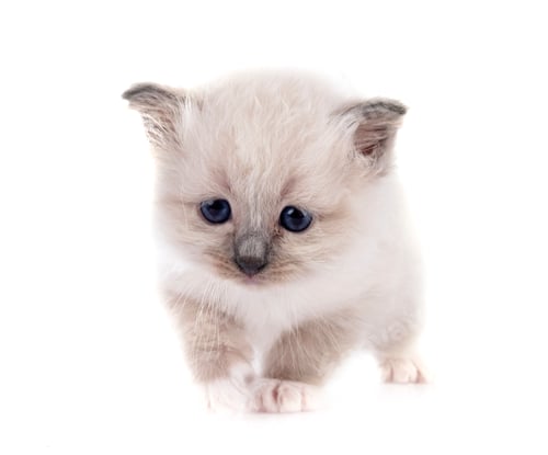 Preview: kitten birman cat in studio