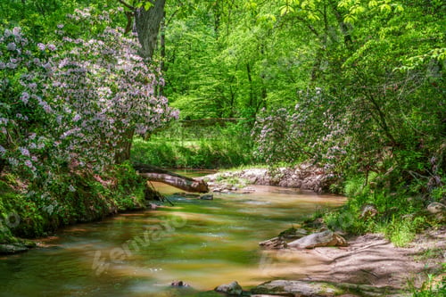 Preview: Mountain Laurel Flowers on the Apalachee River