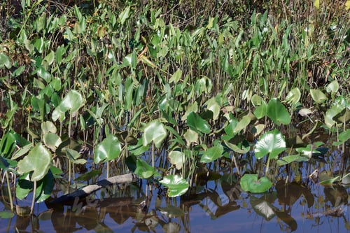 Preview: Pickerelweed Plants (Pontederia Cordata) In Natural Habitat