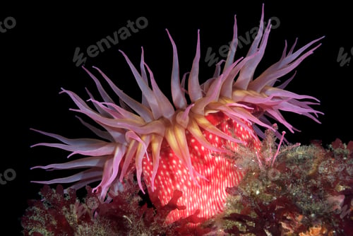 Preview: Red sea anemone