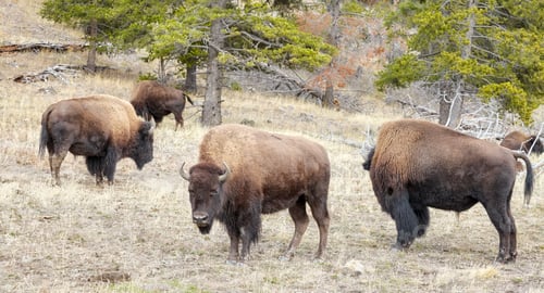 Preview: American bison in the Yellowstone park, USA.