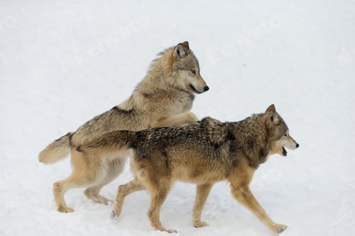 Preview: wolf, pack, togetherness, group, wilderness