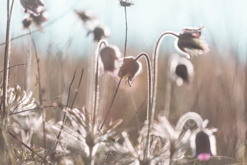 Preview: Spring flowers