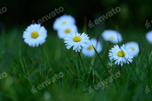 Preview: Field of grass with white and yellow flowers