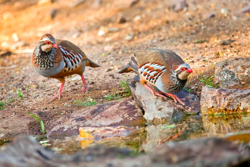 Preview: Red-legged Partridge, Monfrague National Park, Spain