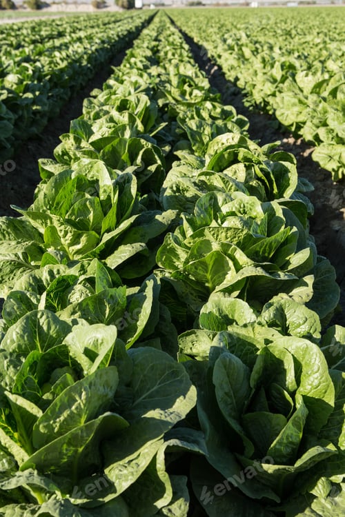 Preview: Lettuce Grows In Perfect Rows On A Farm In Southern California