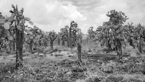 Preview: Black and white photo of Galapagos Island primeval landscape with Giant opuntia