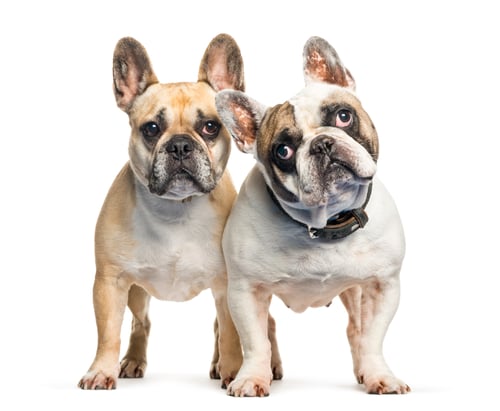 Preview: French Bulldog in front of white background