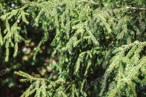 Preview: Natural green background with young branches of a Christmas tree on a sunny day in spring