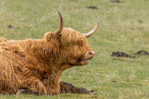Preview: Scottish brown highland cow with big horns in a meadow