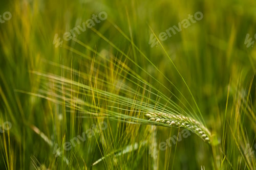 Preview: Barley, sort barke