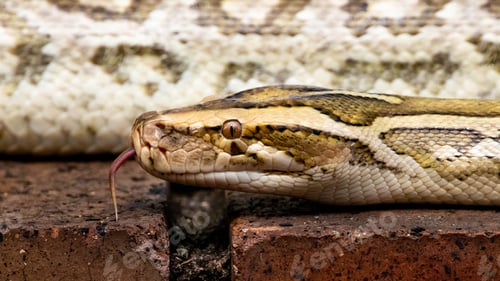 Preview: Large Burmese Python