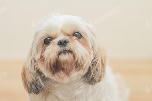 Preview: Light brown dog of Mal-Shih breed in front of a white wall