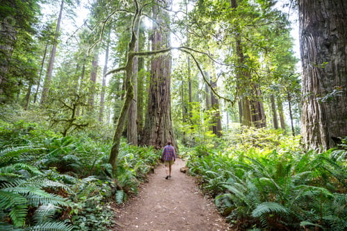 Preview: Redwoods
