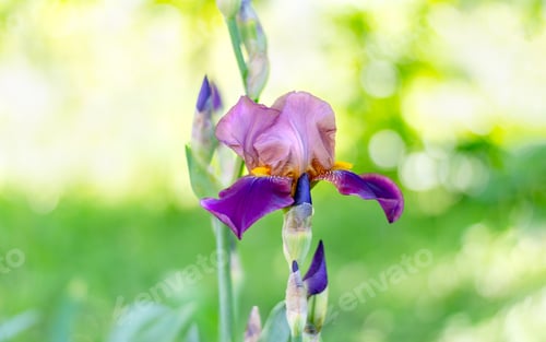 Preview: Spring nature background with beautiful iris flower in the center. Selective focus