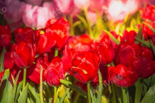 Preview: Beautiful tulips in the blooming scene