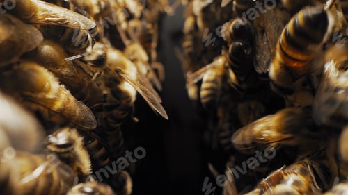 Preview: Bees swarming on honeycomb, extreme macro shot. Insects working beehive