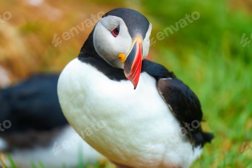 Preview: Adorable Atlantic puffin living on coast of ocean during breeding season in summer at Iceland
