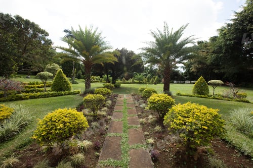 Visualização: Palmeira em jardim tropical