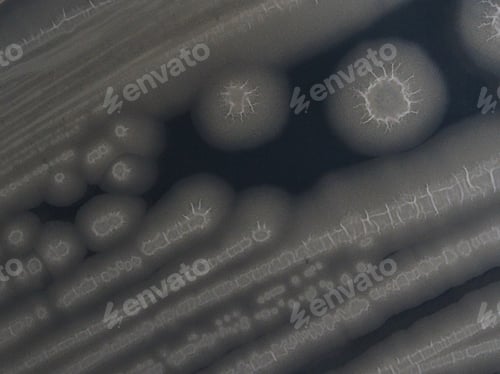 Preview: Colonies of Bacillus subtilis natto