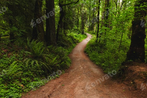 Preview: Curvy Trail through the Lush Foliage in the Woods