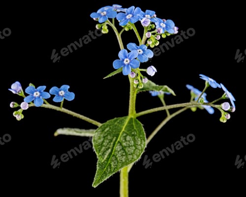Preview: Blue flowers of brunnera, forget-me-not, myosotis, isolated on black background