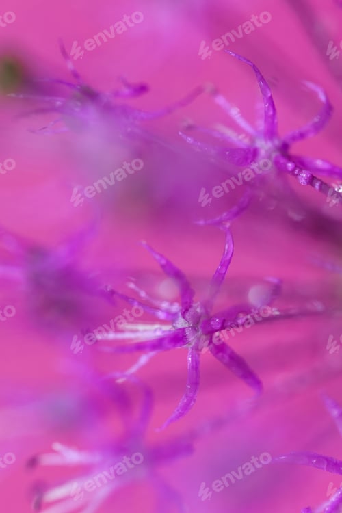 Preview: Allium Flower Head in Macro