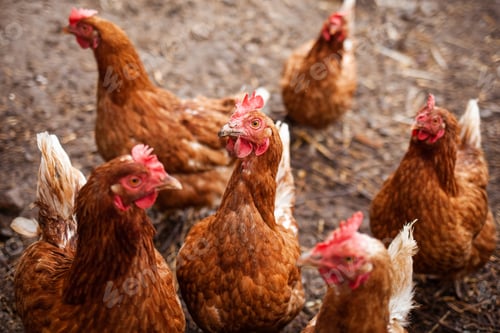 Preview: Red chickens on the farm yard lifestyle image. Farming house keeping. Animal farm. Chicken.