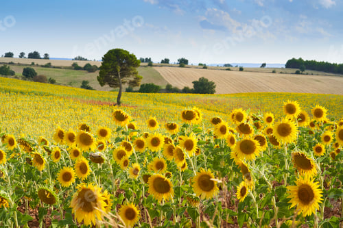 Preview: panoramic views of a field of sunflowers