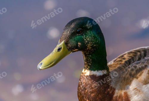 Preview: Close up of a mallard duck