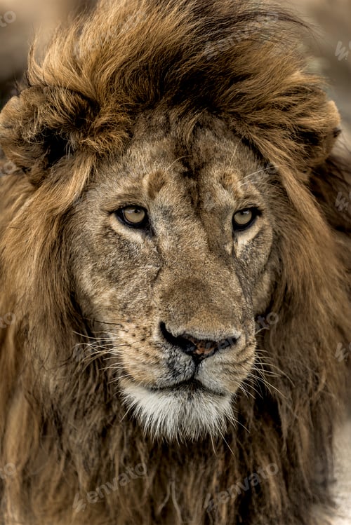 Preview: Close-up of a male lion in Serengeti National Park
