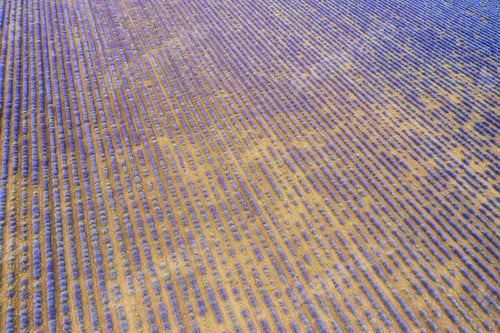 Preview: Lavender field top view