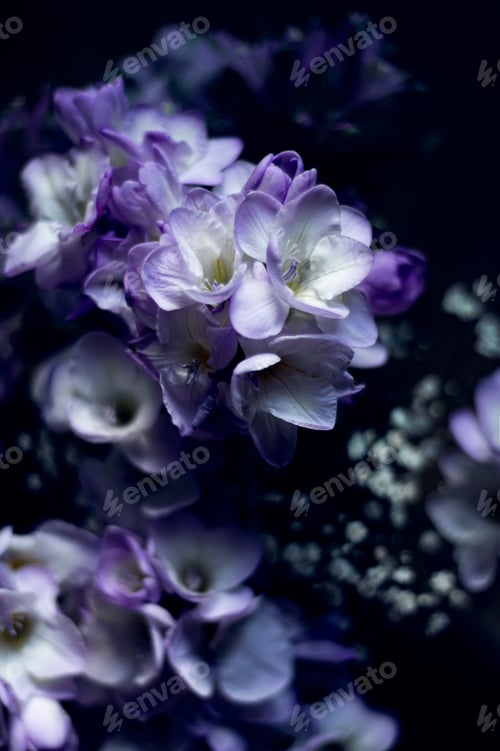 Preview: Bouquet of freesia flowers