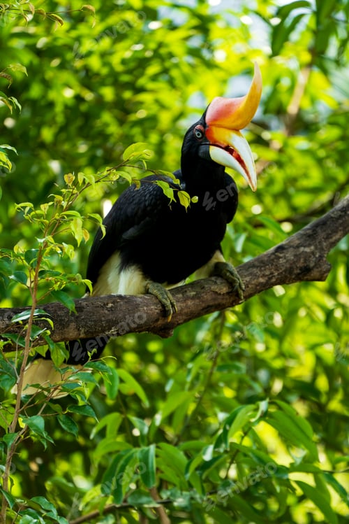 Preview: The rhinoceros hornbill (Buceros rhinoceros) is a large species of forest hornbill (Bucerotidae).