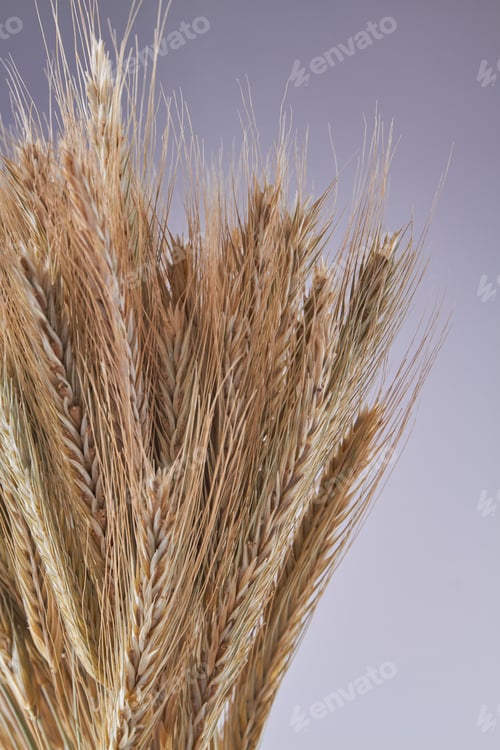 Preview: Vertical shot wheat and eye spikelets on grey background.
