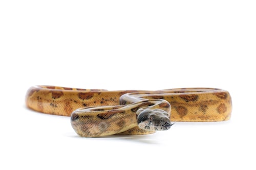 Preview: Hog Island Boa Constrictor