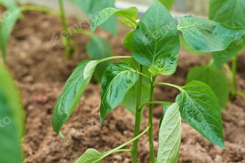 Preview: Green sapling of bell pepper planted in a greenhouse. Household farming, gardening, farming or sprin