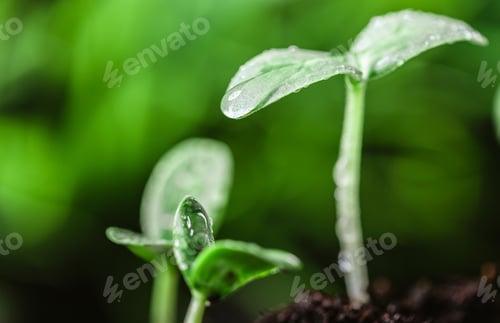 Preview: Young sprout in springtime,Closeup.