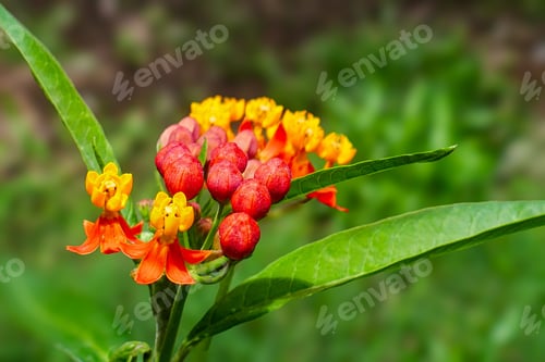 Preview: A flower in Antigua, Guatemala, Central America