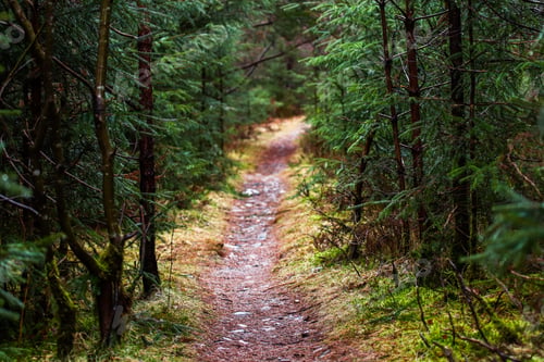 Preview: Scenic view of a narrow footpath in a serene wooded area