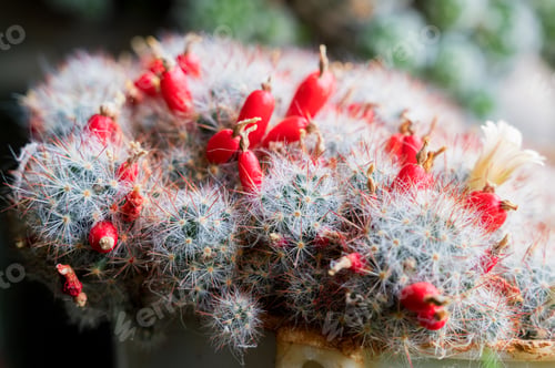Preview: Mammillaria or pincushion cactus. Red of cactus Mammillaria hahniana in pot.