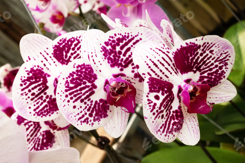 Preview: Purple and white orchids on a branch closeup on a flower market.