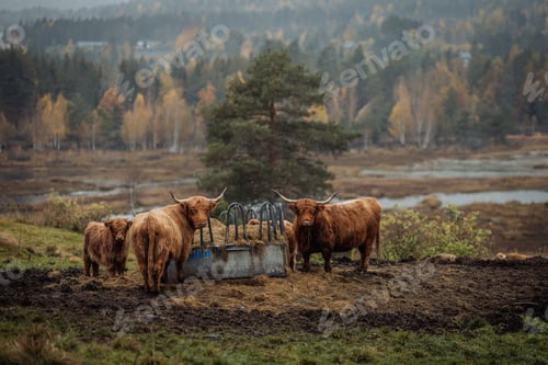 Preview: Highland cattle grazing in an autumn landscape with a forest in the background. Drangedal, Norway