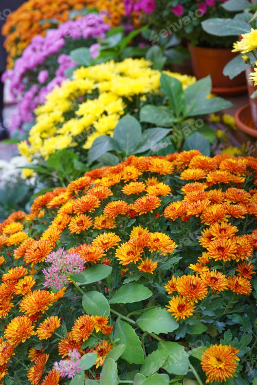 Preview: Colorful chrysanthemums in pots on wooden shelves inside autumn greenhouse garden, decorative plants
