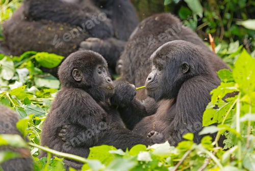 Preview: Mom and Baby Gorilla Feeding in the Forest