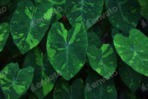 Preview: green leaves background elephant ears plant